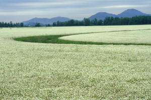 Meadowfoam Flower Field
